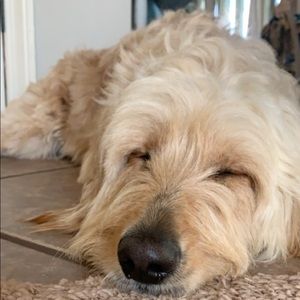 Meet your Posher, Laney